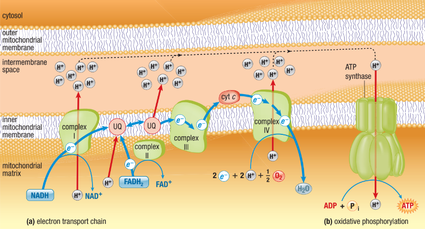 <ul><li><p>Each complex lies in order of increasing electronegativity&nbsp;</p></li><li><p>Each compound is alternately reduced (gain e-) and oxidized (lose e-)</p></li><li><p>Controlled release of energy&nbsp;</p></li><li><p>When e- reaches last protein, it becomes very stable&nbsp;</p></li><li><p>Chain starts of in NADH and FADH2, then pass electron to ETC&nbsp;</p><ul><li><p>NADH and FADH2 are oxidized&nbsp;</p></li><li><p>H’s are removed and electrons are stripped from hydrogen atoms and become hydrogen ions</p></li><li><p>2 electrons are passed from one electron (NADH Or FADH2 → O2) carrier to the next&nbsp;</p></li><li><p>Removed from complex IV by oxygen (since oxygen has a higher electronegativity than complex IV and therefore has the ability to pull electrons without backing the ETC)&nbsp;</p></li></ul></li></ul><p></p>