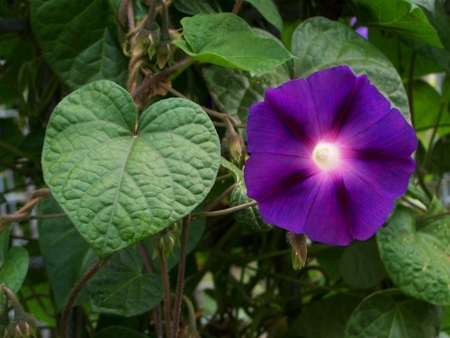 <p>Common Morning Glory [Convolvulaceae]</p>