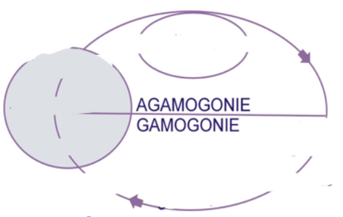 <p>agamogonie/gamogonie</p>