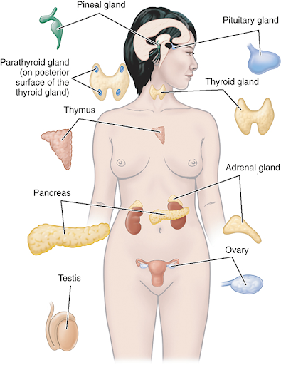 1. Hypothalamus
2. Pituitary gland (hypophysis)
3. Pineal gland
4. Two adrenal glands
5. Thyroid gland
6. Four parathyroid glands
Endocrine portion of the: 
7. Pancreas
8. Gonads
9. Thymus 
