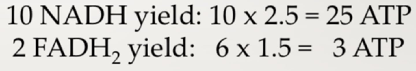 <p>28 (10 NADH= 25 ATP, 2 FADH2= 3 ATP)</p>