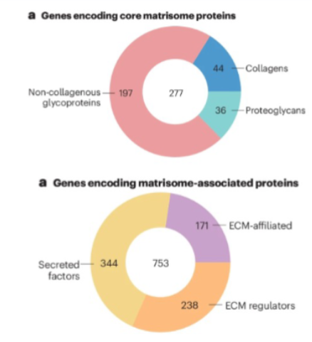<p>encoded by collagens, proteoglycans, and non-collagenous glycoproteins</p><p>genes encoding matrisome associated proteins: ECM-afiliated, ECM regulators, secreted factors </p>