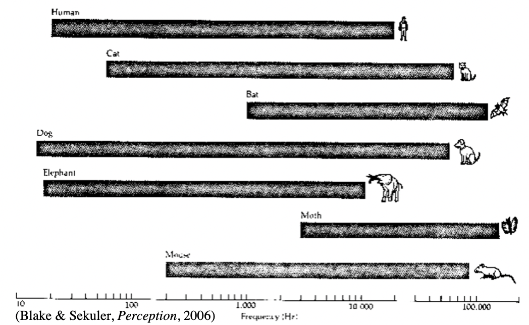 <p>20-20000 Hz</p><ul><li><p>lose highest frequency sounds first</p></li></ul><p></p>