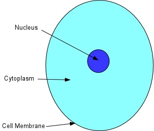 nucleus