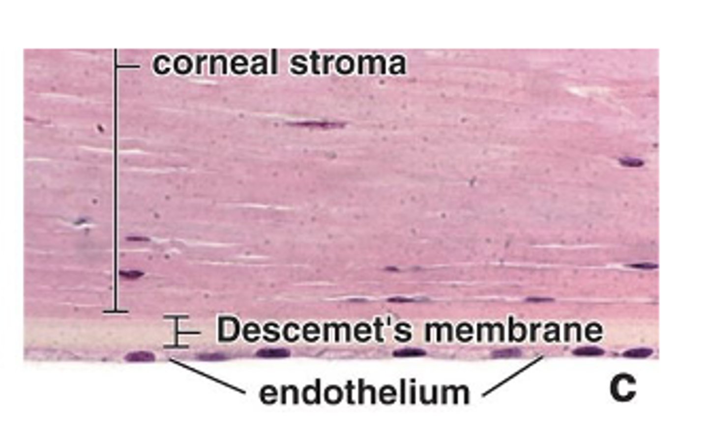 <p>What type of cells make up the corneal endothelium?</p>
