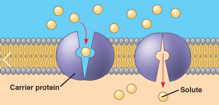 <p><span style="font-family: "Open Sans", sans-serif; line-height: 115%;"><strong><span>Carrier proteins </span></strong></span></p>