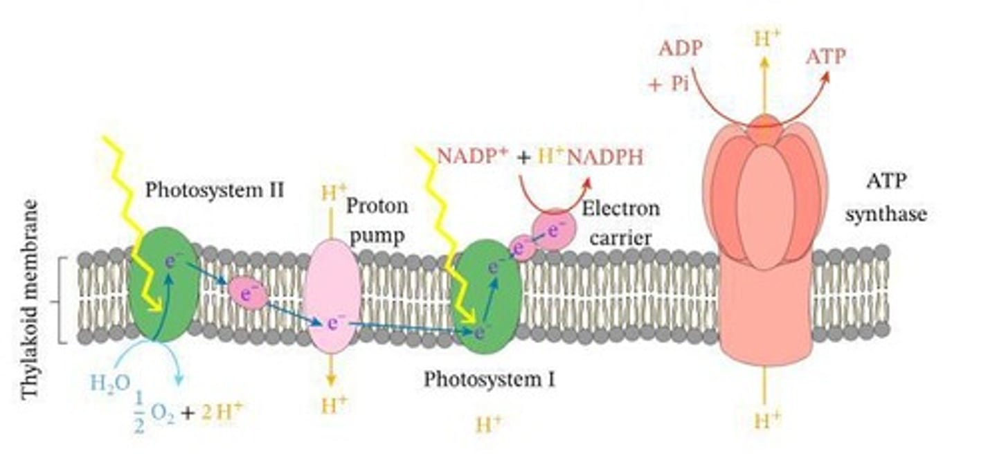 <p>ATP, NADPH, and oxygen (O₂) as a byproduct.</p>