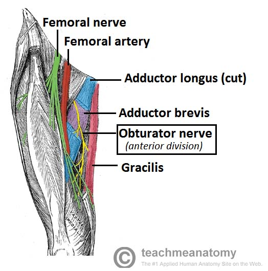 <p>E. obturator</p><p>The obturator nerve runs along the medial border of the psoas major muscle</p><ul><li><p>then travels into the pelvis to supply the medial thigh muscles.</p><ul><li><p class="">The <strong>femoral nerve</strong> is lateral to the psoas major.</p></li><li><p class="">The <strong>genitofemoral nerve</strong> pierces the psoas but is on its anterior surface.</p></li><li><p class="">The <strong>iliohypogastric</strong> and <strong>ilioinguinal nerves</strong> are more superficial and lateral in the abdominal wall.</p></li><li><p class="">The <strong>iliolingual</strong> nerve isn’t an anatomical term (likely a confusion with iliolingual nerve, a branch of the lumbar plexus but less relevant here).</p></li></ul></li></ul><p></p>