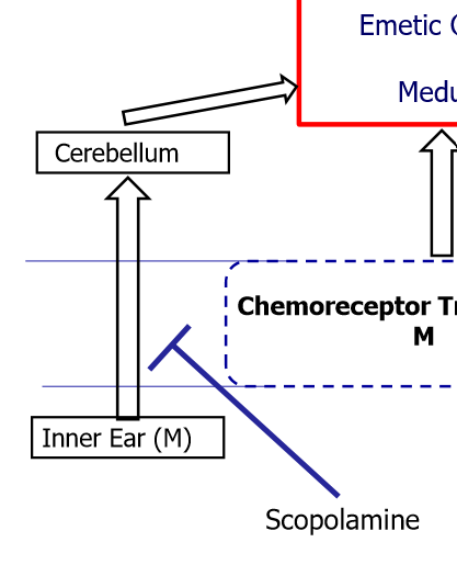 <ul><li><p>used to prevent motion sickness</p></li><li><p>acts in BBB between<strong> inner ear and cerebellum</strong></p></li><li><p>muscarinic receptor antagonist</p></li></ul><p></p>