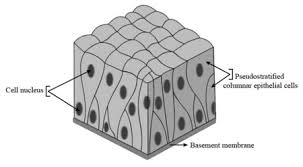 <p><span>Column-Shaped Cell</span></p>