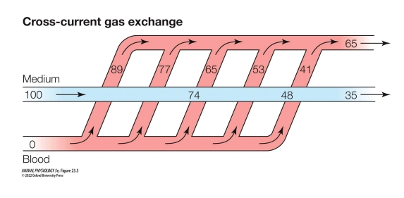 <ul><li><p>Cross-current gas exchange is a system where the air (or water) and the blood flow at right angles (perpendicular) to each other across the gas exchange surface.</p></li></ul><p></p>