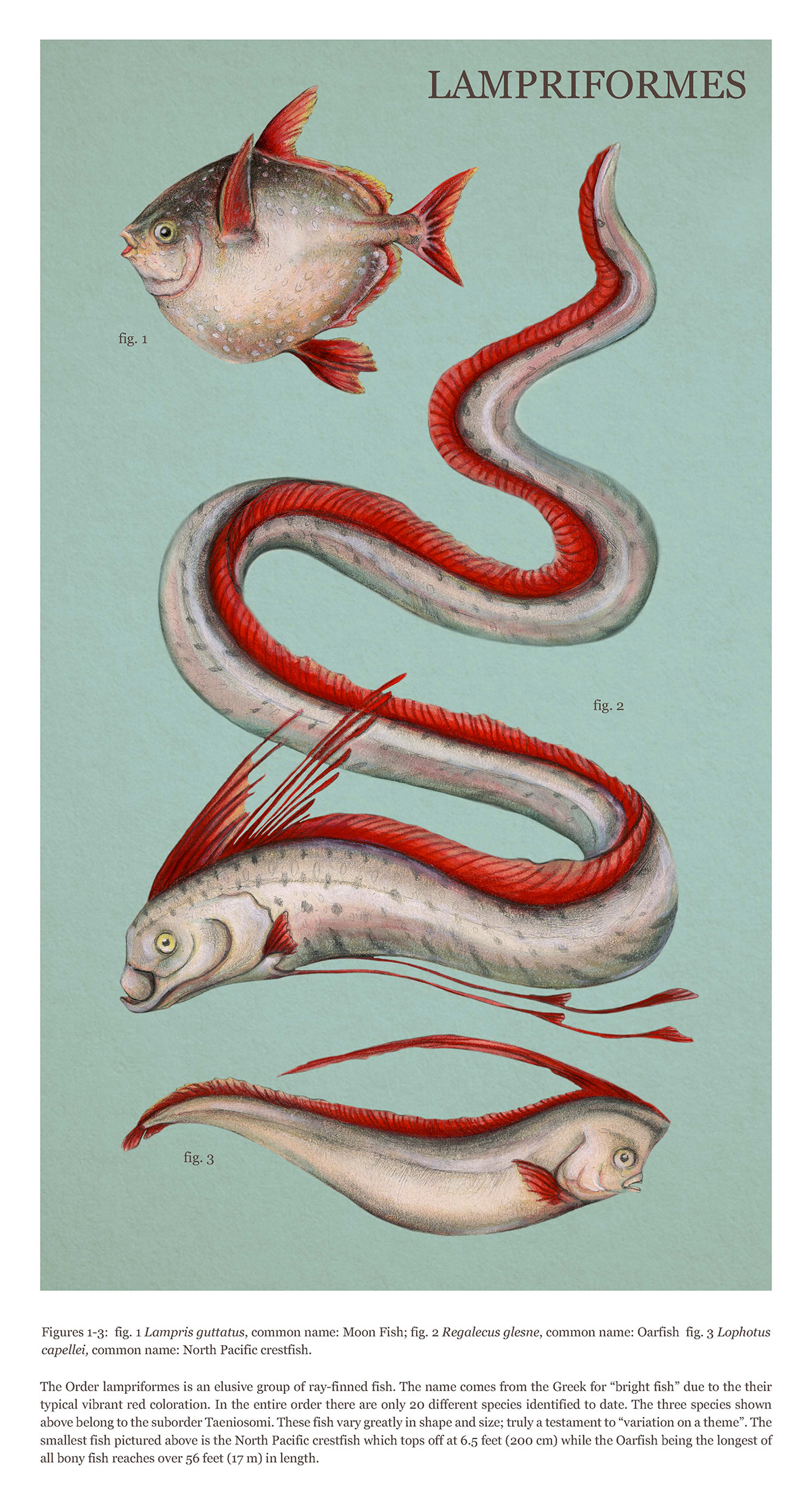 <p>Clade of <strong>Opah and ribbonfish</strong></p>