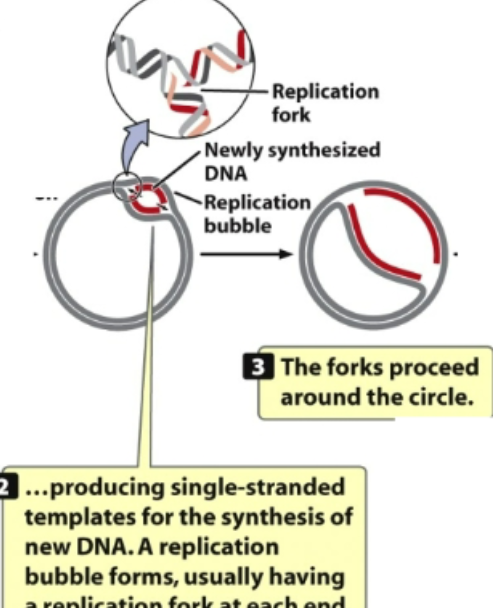 <ul><li><p>2nd: the unwinding continuous and bubble gets large. Location where there is unwinding is called<strong> replication fork. </strong></p></li><li><p>If there is unwinding on both ends → bidirectional replication </p></li><li><p>If unwinding is on one side → unidirectional </p></li><li><p>In this case, it is bidirectional </p></li></ul><p></p>