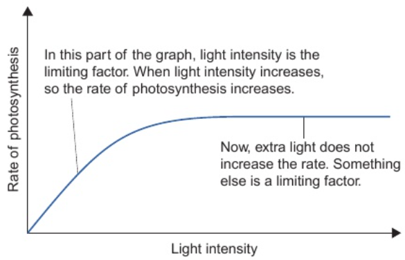 <p>straight line = linear relationship between 2 variables</p><p>line goes through origin = 2 variables in direct proportion</p><p>rate of photosynthesis directly proportional to light intensity until limiting factor starts to effect</p>