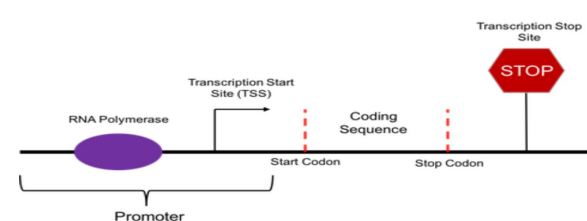 <p>Transcription start site TSS</p>