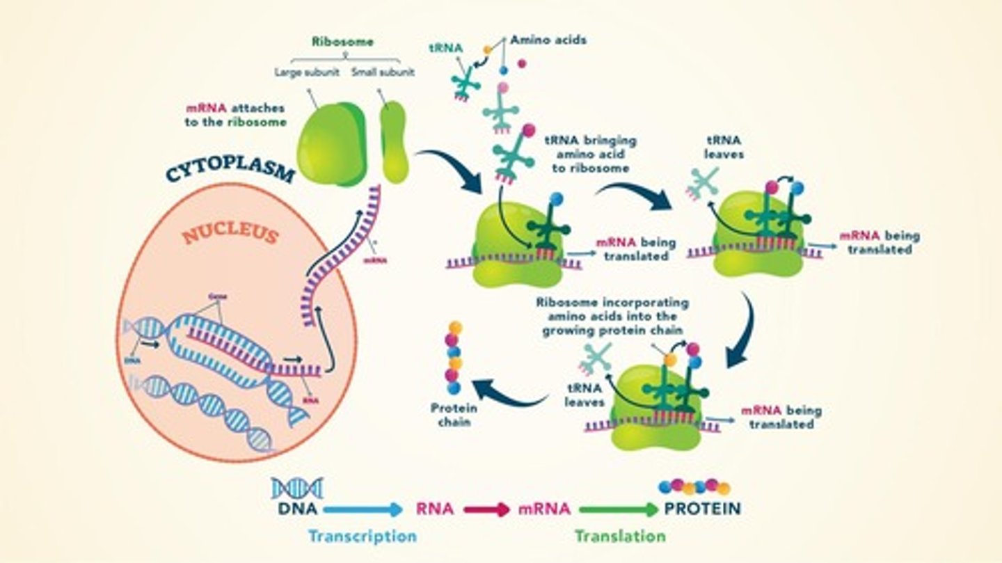 <p>Process of creating proteins from amino acids.</p>