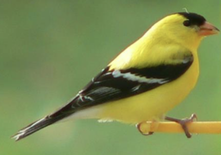 <p>what is this bird </p>