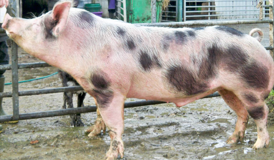 <ul><li><p>Originated in Germany</p></li><li><p>Tend to have <strong>meat issues </strong>due to thick muscles</p><ul><li><p>PSE</p></li></ul></li><li><p>Spots, <strong>erect ears</strong></p></li></ul><p></p>