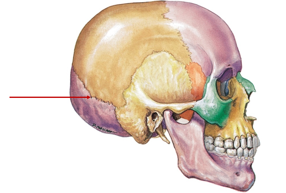 <p>Back - connects occipital, parietal</p>