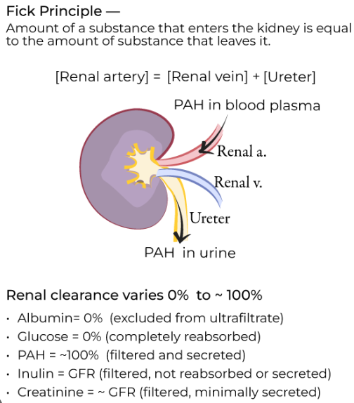 <p>Which of the following substances has a clearance equal to the renal plasma flow?</p><p><strong><mark data-color="red" style="background-color: red; color: inherit">а) РАН = Para-animohippuric acid</mark></strong></p><p>b) glucose;</p><p>c) urea;</p><p>d) water;</p><p>e) inulin.</p><p></p>