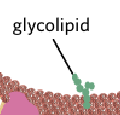 <p>a phospholipid bound to a carbohydrate. </p><ul><li><p>stabilises membrane</p></li><li><p>acts as recognition site</p></li></ul><p></p>