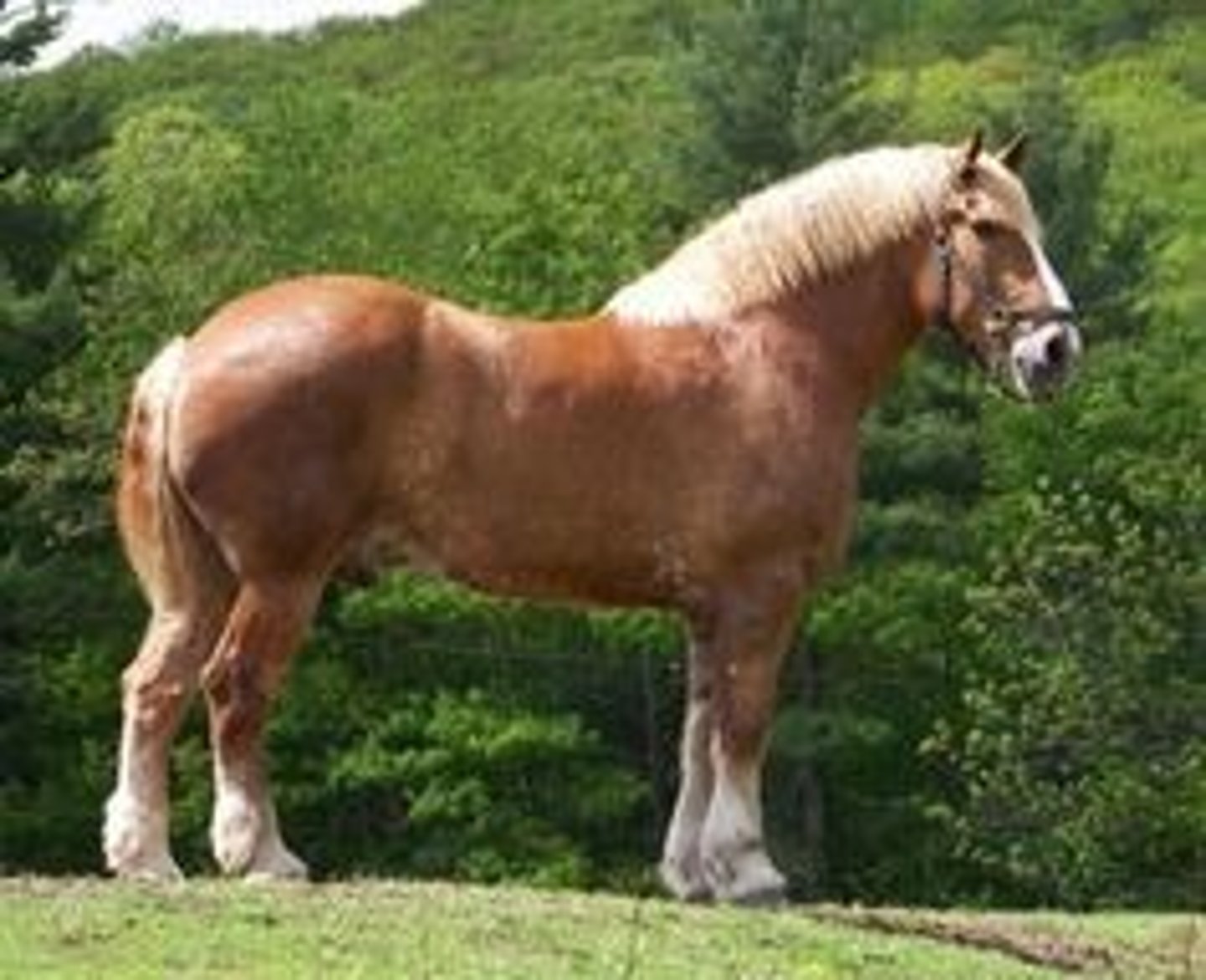 <p>Draft breed with chestnut color and light feathering</p>