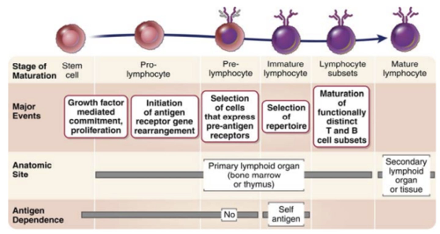 <p><strong><span class="bgB">Differentiation</span></strong> of B and T cells into f<strong>unctionally and phenotypically distinct subpopulations</strong></p>
