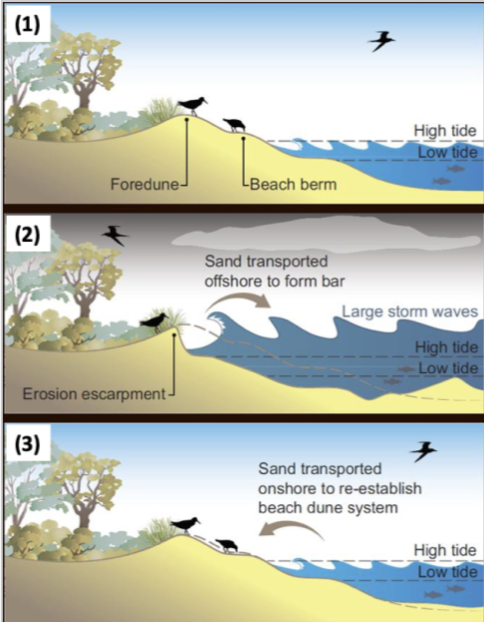 fair weather= waves push more sediment onshore than they erode as backwash (low waves flat beach)

Storm berm= More powerful waves, which erode more sediment offshore, backwash stronger than swash, Narrow beach and offshore bar storage

fair weather return: Low waves and then the bar moves back onto beach