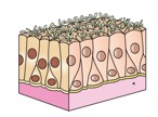 <p>Where would you be likely to find the following type of epithelium:</p>