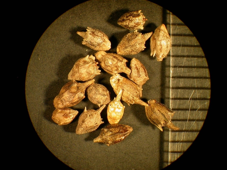 Ambrosia artemisiifolia
