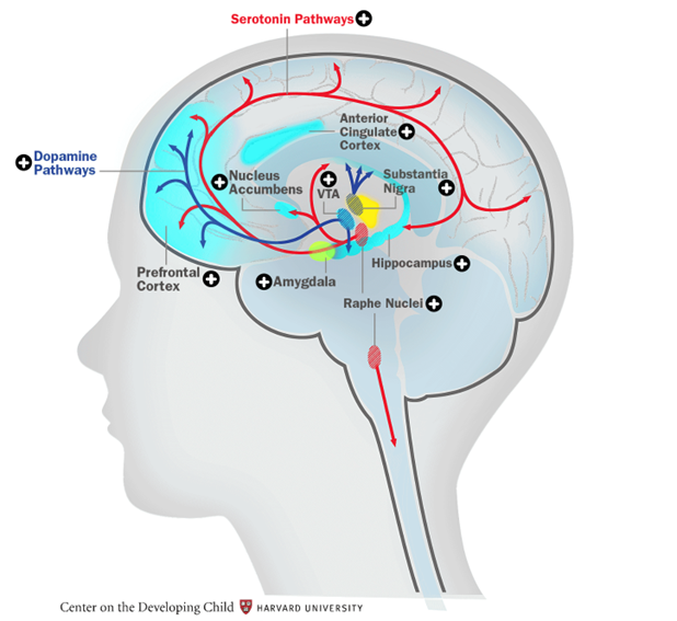<p>Les circuits neuronaux et mécanismes chimiques de la motivation :</p><ul><li><p>Il n’existe pas de zone de la motivation</p></li><li><p>La motivation est une fonction qui mobilise plusieurs zones et aires, qui implique plusieurs neurotransmetteurs.</p></li></ul><p>Par exemple : </p><p>L’amygdale = « déclencheurs d’émotions », évalue rapidement les émotions provenant de l’environnement et active les comportements d’approche ou d’évitement. C’est une structure essentielle à la détection des menaces et à l’apprentissage de la peur. </p><p>Les voies de la dopamine = facteur clé de l’envie, module de l’activité neuronale lorsqu’un évènement gratifiant se produit. Augmentation de la dopamine renforce les comportements qui ont suscité la récompense et incite les individus à rechercher et à apprendre de nouvelles expériences dans l’attente d’un résultat positif. </p><p>Nucleus Accumbens = « anticipateur de récompense », évalue les stimuli qui suscitent des réactions d’envie ou de plaisir. A un rôle important dans l’apprentissage à partir d’un retour d’information et dans la prise de décision basée sur la récompense. </p><p>Les voies de la sérotonine = facteur clé de l’appréciation, s’associe à d’autres substances neurochimiques pour transmettre l’euphorie et possède la distribution la plus large dans le cerveau. Influence majeure sur les états émotionnels, les cycles de sommeil, l’alimentation et d’autres comportements gratifiants.</p>