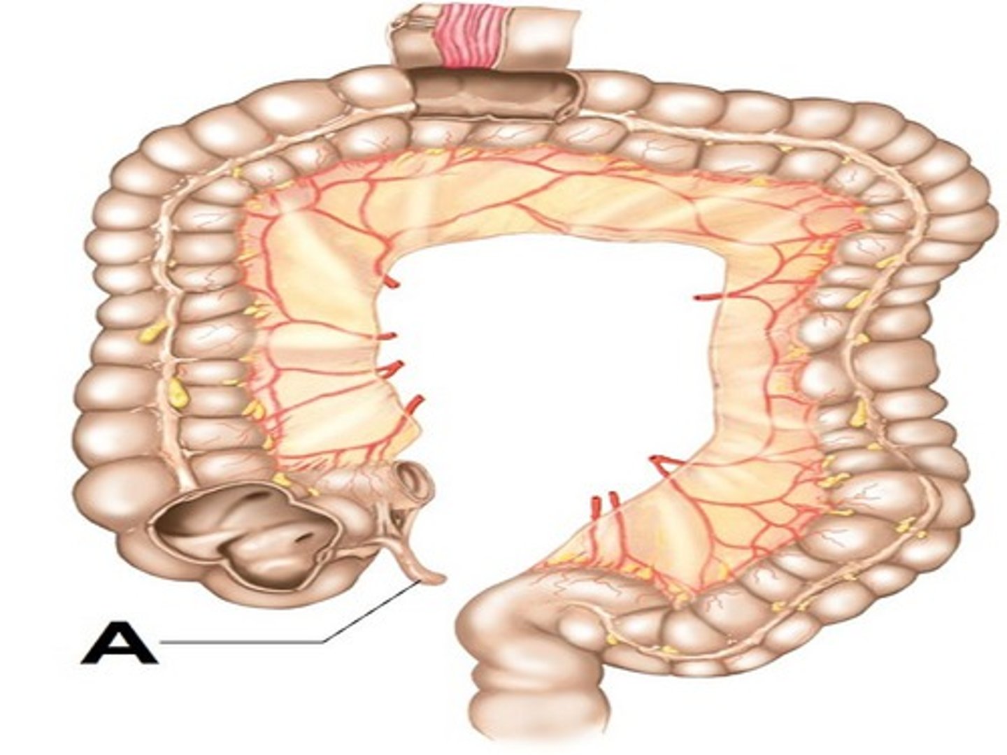 <p>a long, narrow, worm-shaped tube connected to the cecum</p>