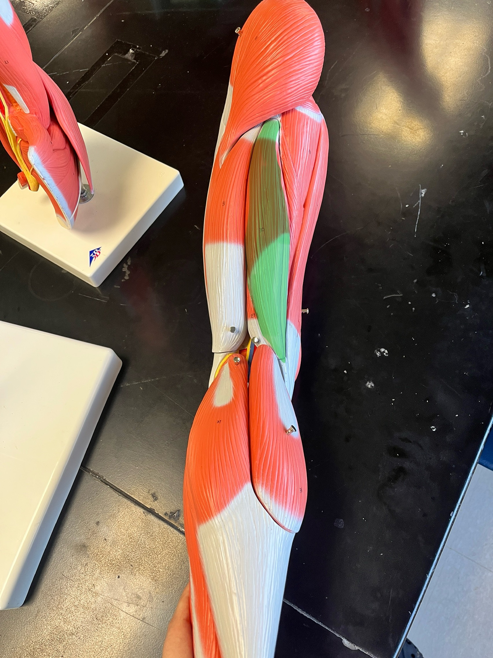 knowt flashcard image