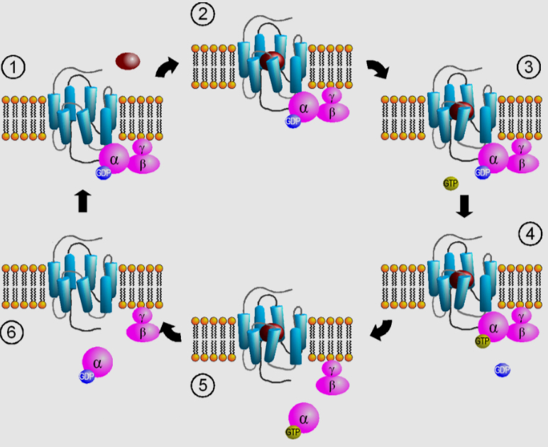 <ul><li><p>1) the cycle starts when a ligand finds a metabotropic receptor </p></li><li><p>2) the ligand binds to a metabotropic receptor </p></li><li><p>3) this induces a conformational change that helps the G protein let go of GDP </p></li><li><p>4) it then binds to a GTP molecle </p></li><li><p>5) the G proteins diffuse away to trigger chemical reactions </p></li><li><p>6) thing protein will convert GTP to GDP</p></li></ul><p></p>
