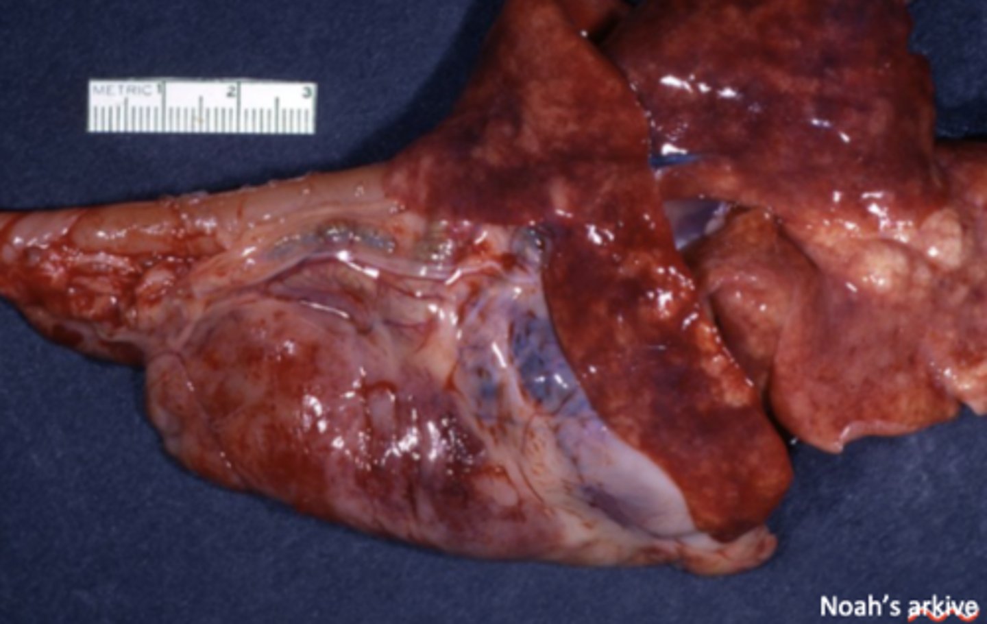 <p>What has caused the gross appearance of this feline liver?</p>