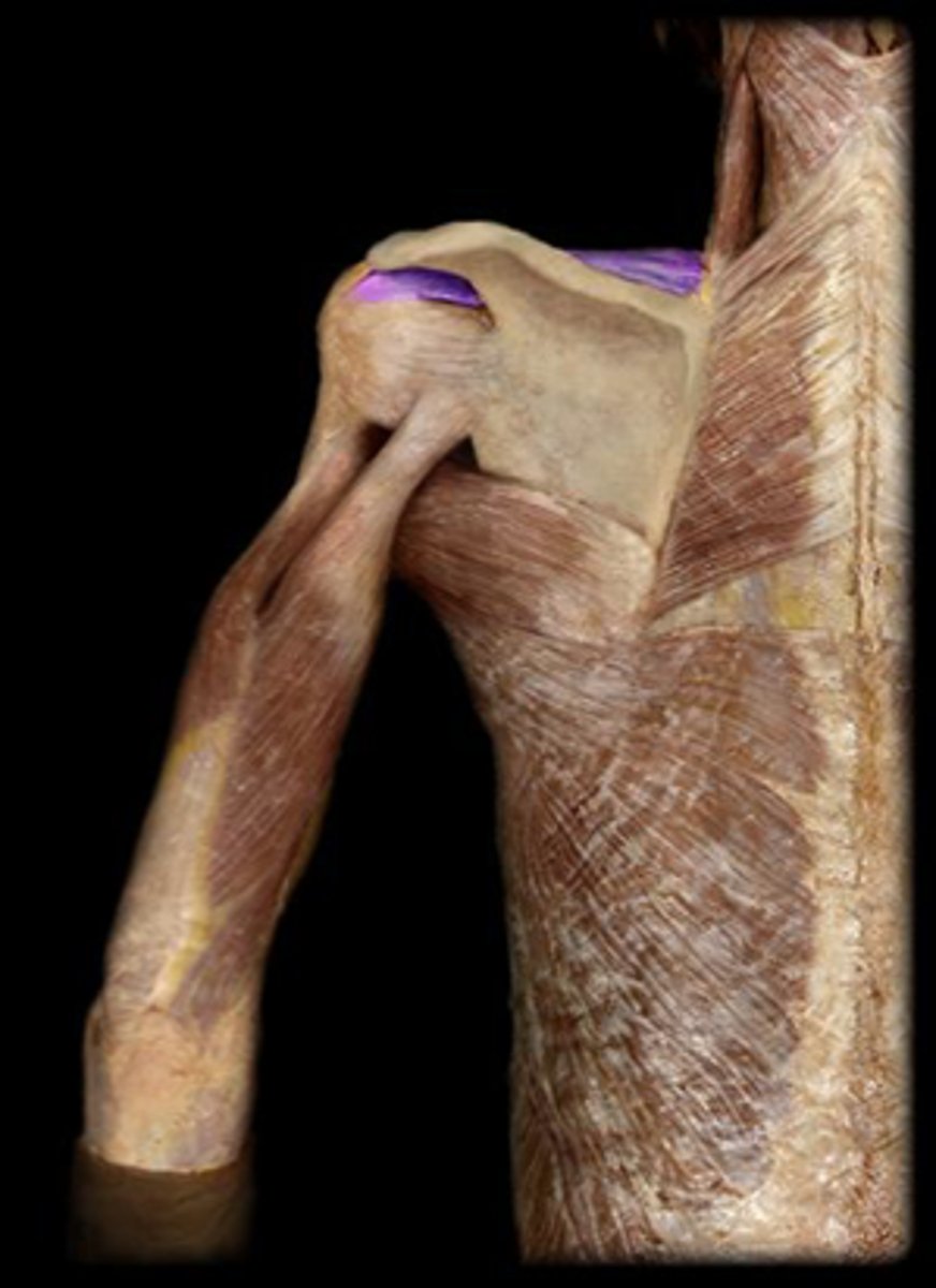 <p>action of supraspinous</p>