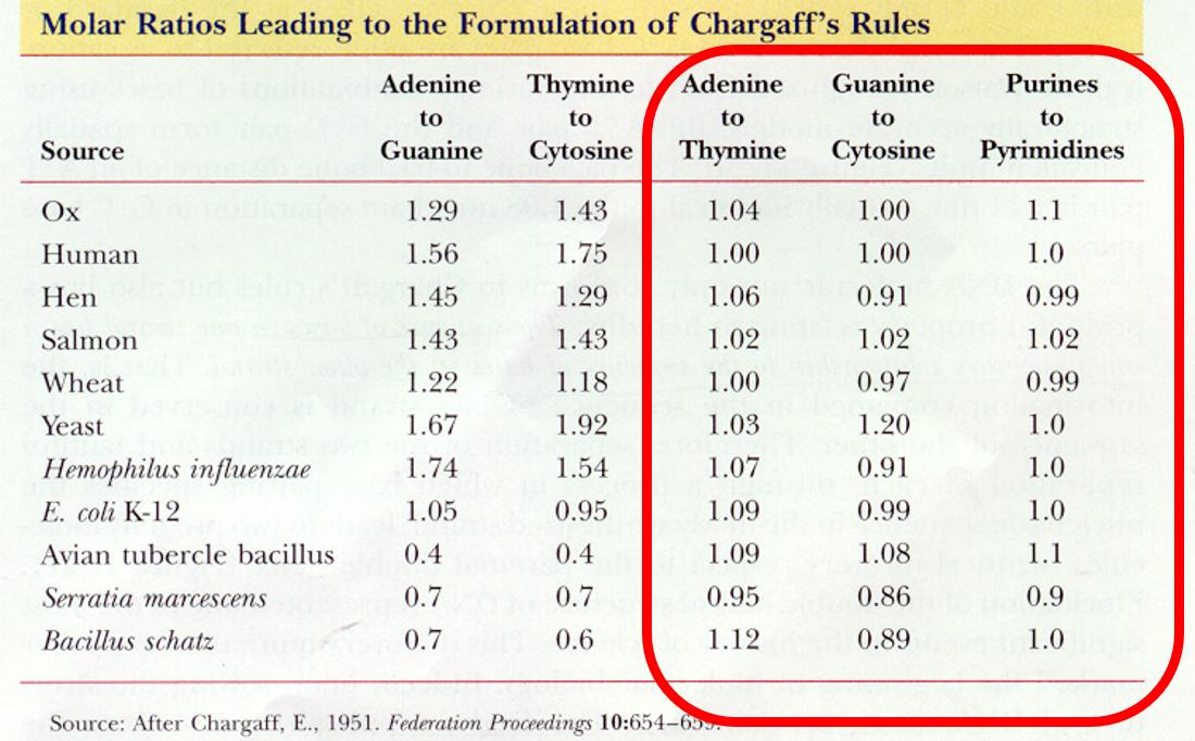 <p>A to T G to C and Purine to Pyrimidine are 1:1</p>