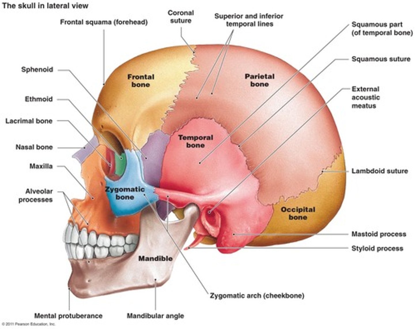 <p>D) All of the above articulate with the parietal bone</p><p>pg. 379: each parietal bone articulates with five cranial bones - frontal, occipital, temporal, sphenoid, and opposite parietal.</p>