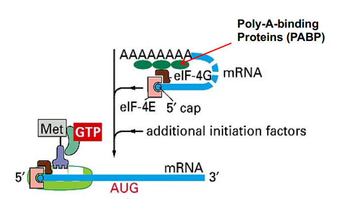 <p>Binding the initiator tRNA to the small Ribosomal subunit</p><ul><li><p>the initiator always carries a methionine</p></li><li><p>protein synthesis can be modulated by the regulation/availability of the levels of eIF2-GTP</p></li><li><p>The small subunit binds to the 5’ end of the mRNA</p></li><li><p>small subunit moves along the mRNA searching for the appropriate AUG codon</p></li><li><p>additiona; initiation factors that act as ATP powered helicases help the ribsosome negotiate the secondary structure present in the mRNA</p></li><li><p>nucleotides surrounding an AUG codon influence whether it will be recognized as the initiation codon</p></li><li><p>the prefered context of the AUG is the Kozak sequence ACCAUGG. if the sequence largly differs from this, the small subunit will move to the next AUG</p></li><li><p>once the AUG site has been recognized, initiation factors are relaeased and the large subunit associates</p></li><li><p>the tRNA is bound at the P site. the A site is vacant and the ribosome is ready for protein synthesis</p></li></ul><p></p>
