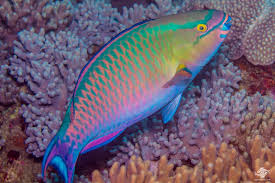 <p>Tricolour Parrotfish </p>
