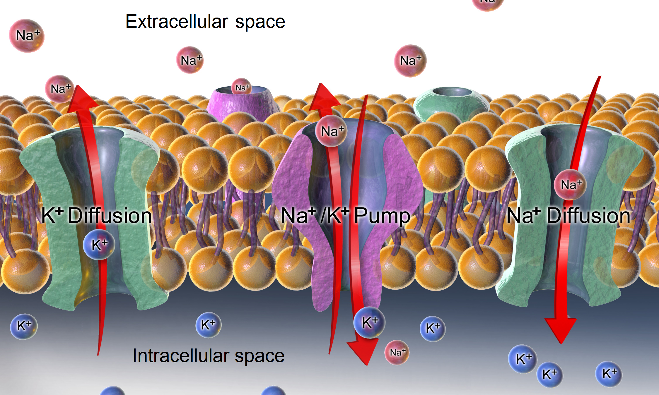 <p>The <strong>sodium-potassium pump</strong> actively uses energy from ATP to pump 3 Na<sup>+</sup> out of the cell for every 2 K<sup>+</sup> it brings in. As a result, the inside of the cell is relatively negative compared to the outside. </p><p><strong>K<sup>+</sup> ions leak out</strong> of the cell through the cell membrane. </p><p><strong>Negatively charged proteins</strong> are within the neuron. </p>