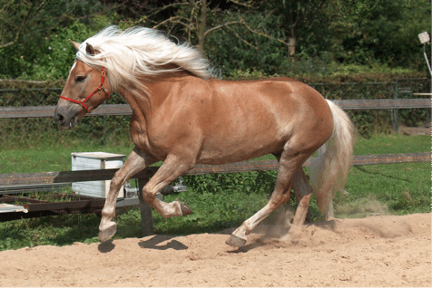 <p>Haflinger</p>