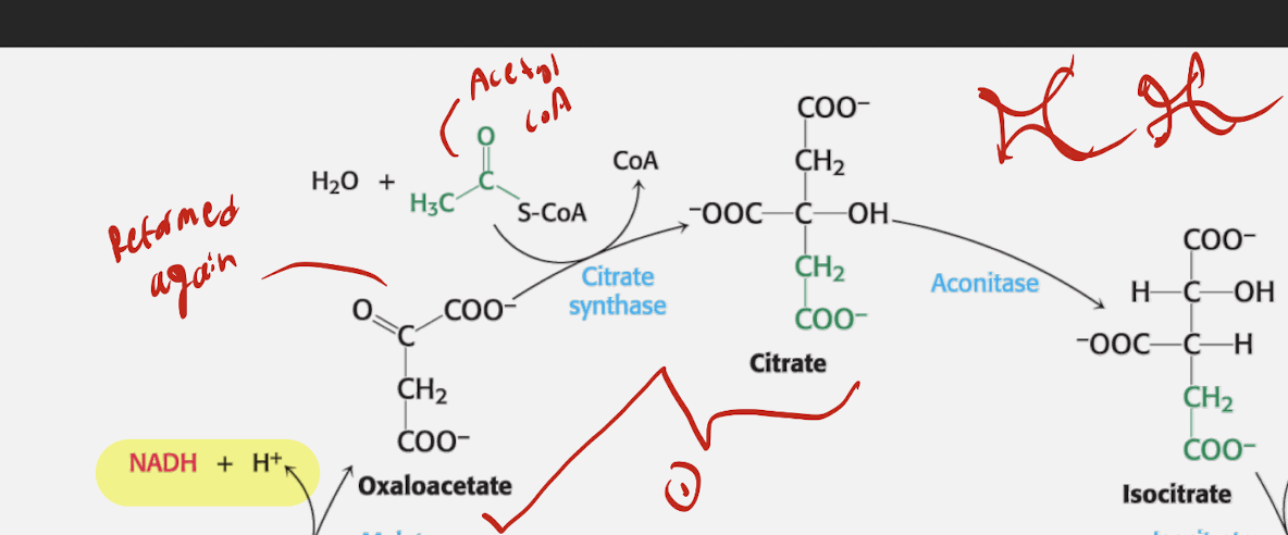 <p>Acetyl Entry Phase</p><ul><li><p>Step 1</p><ul><li><p>Reactant: Oxaloacetate + Acetyl-CoA</p></li><li><p>Enzyme: Citrate Synthase</p></li><li><p>Products: Citrate + CoA</p></li></ul></li></ul><p></p><ul><li><p>Step 2</p><ul><li><p>Reactant: Citrate</p></li><li><p>Enzyme: Aconitase</p></li><li><p>Product: Isocitrate</p></li></ul></li></ul><p></p>
