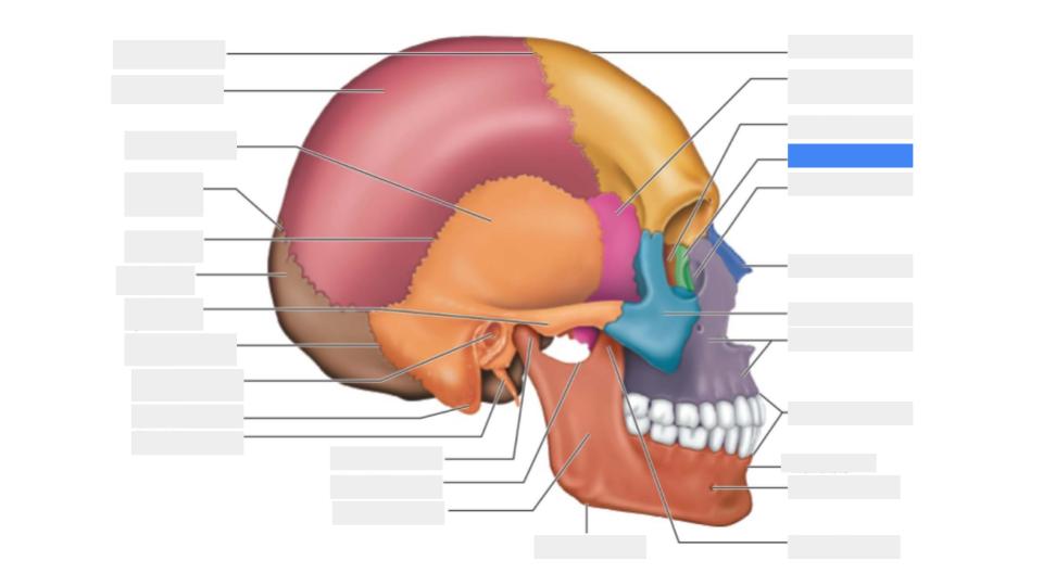<p>Label the blue highlight</p>