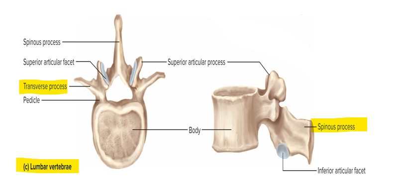 <p>L1-L5 - thick, stout body; blunt, squarish spinous process</p>