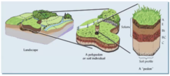 contiguous group of similar pedons
used for mapping purposes