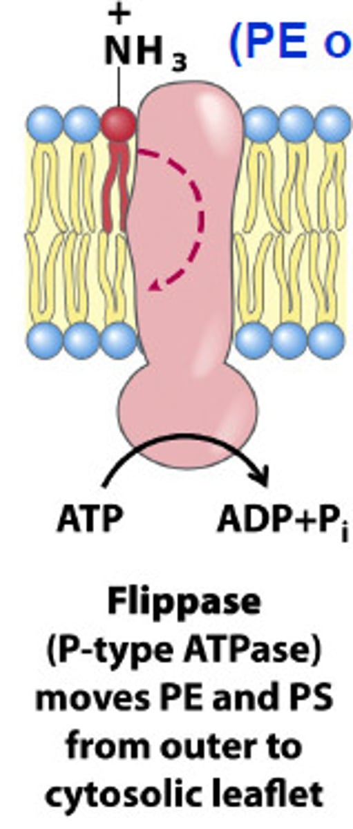 <p>requires ATP to transport lipids from one leaflet to another (more PE to PS )</p>