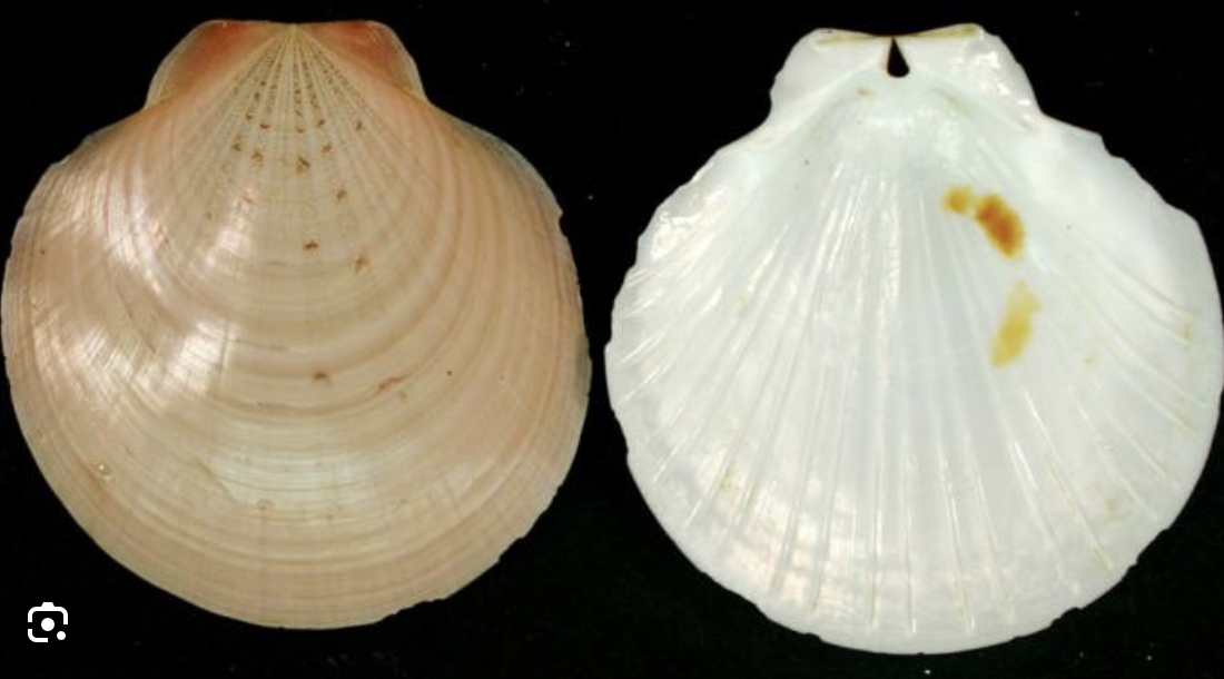 <ul><li><p>phylum mollusca </p></li><li><p>muscular foot </p></li><li><p>two shells </p></li><li><p>filter feeders </p></li></ul><p></p>