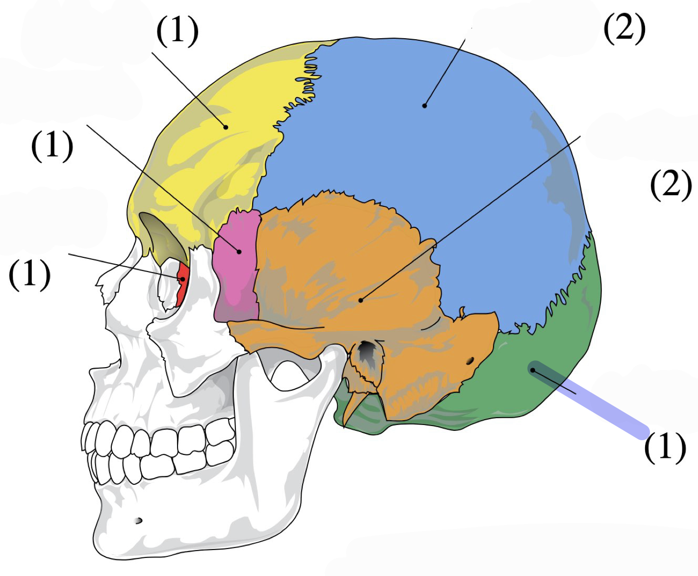 <p>Occipital condyles</p>