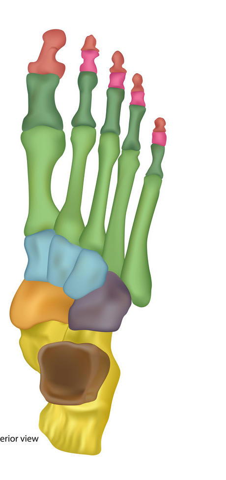 <p>Metatarsals</p>